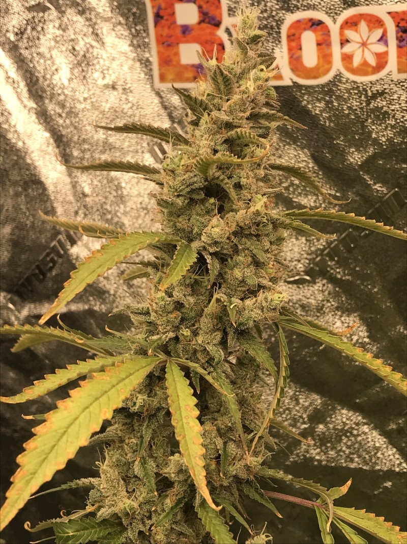 5444CD21-D48E-4DBE-BAFB-69311CA2863A