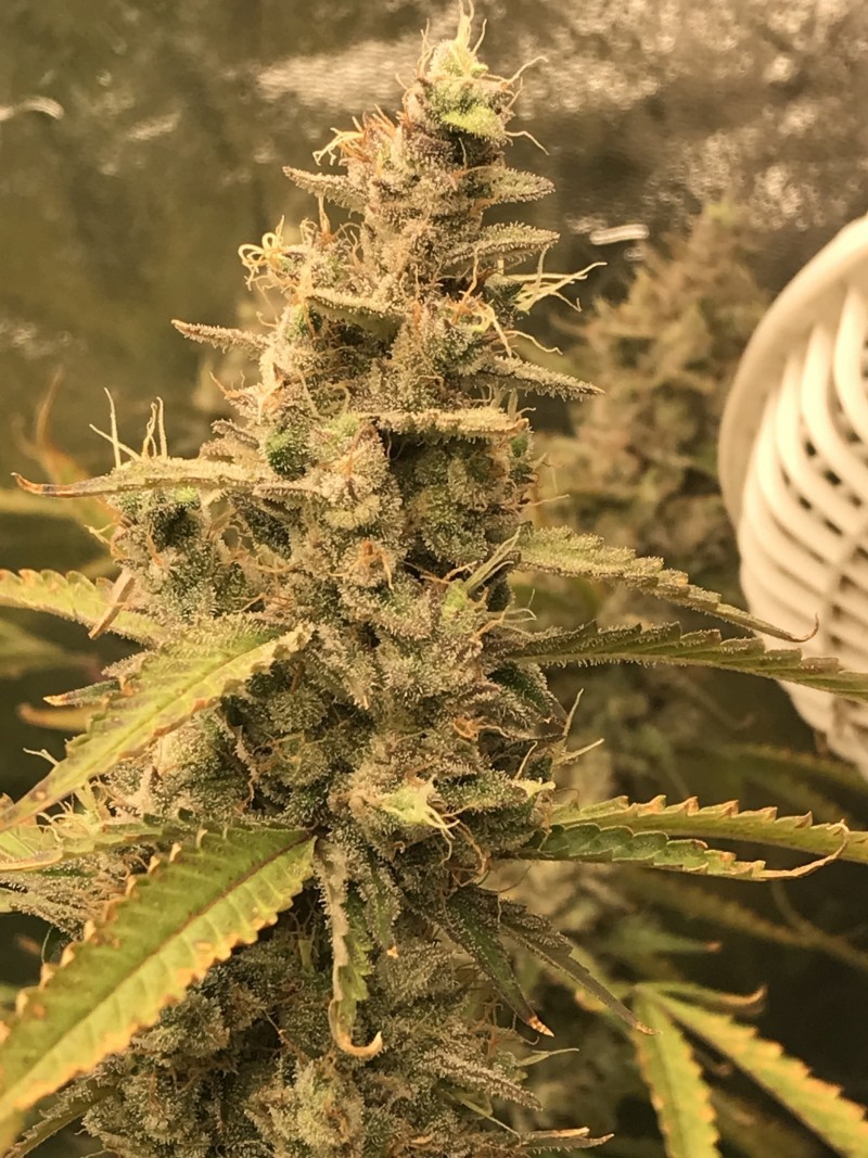 D502CA21-04A9-4DB5-BF56-59278C271E7A