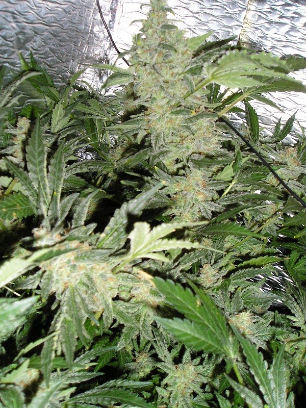 scrog day 51 gdpxm 001