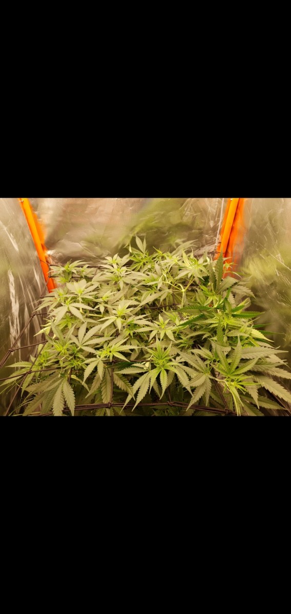 Screenshot_20220119-213115_Gallery