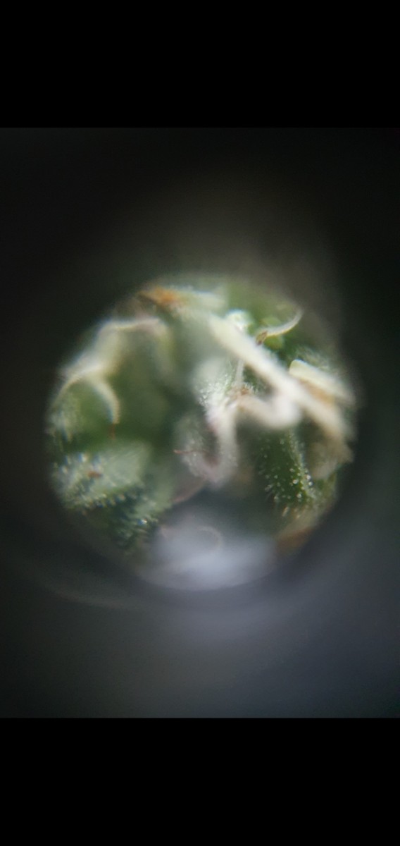 Screenshot_20220119-213003_Gallery