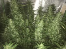 18AC7083-3CE4-4290-B5FB-3B7FF6639433