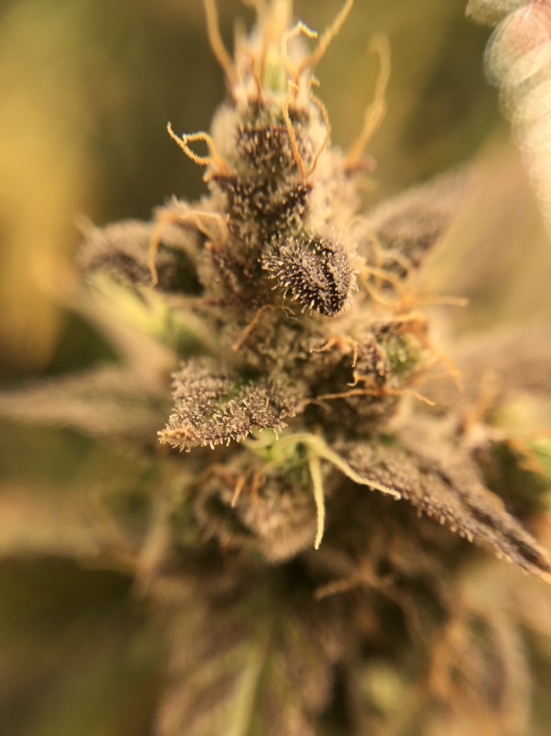 22697654-0158-4117-B531-0D0F40DEA2F5