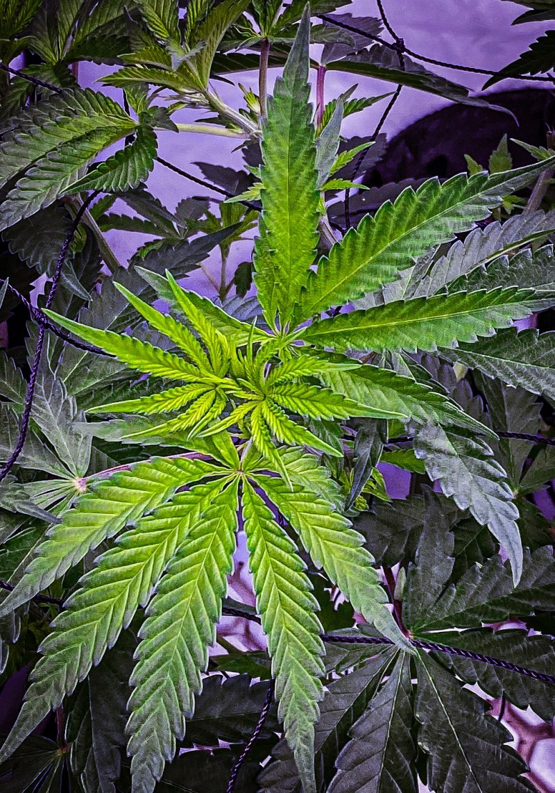 964D6A1B-BE94-40C2-9181-9F53B2C63964