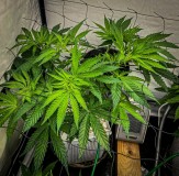 9A8E51F2-DD31-42D8-B4AA-A80B89ED8E5E