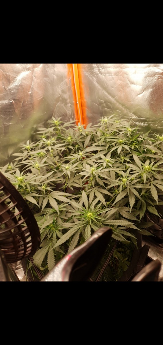 Screenshot_20220127-215303_Gallery