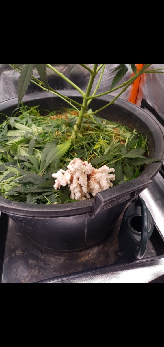 Screenshot_20220127-212056_Gallery