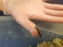 Finger hash