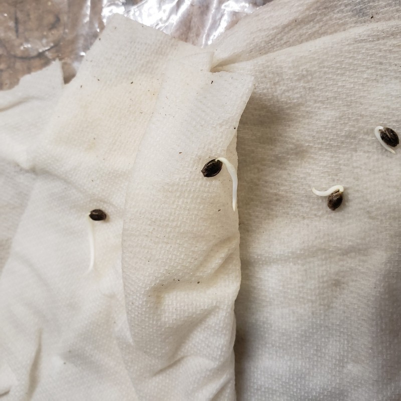 16434100062752178193220350308820