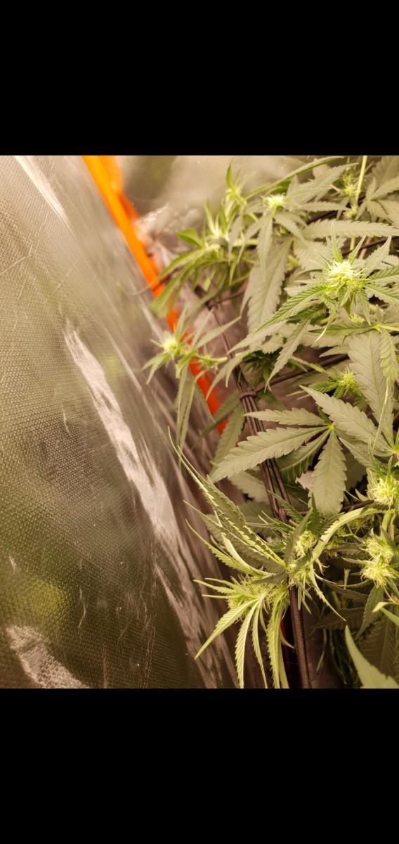 Screenshot_20220129-203008_Gallery