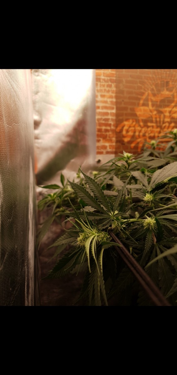 Screenshot_20220129-203013_Gallery