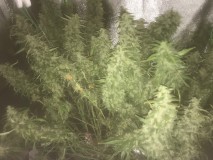 76BA119F-3A31-46B6-81FE-E7479E364F2A