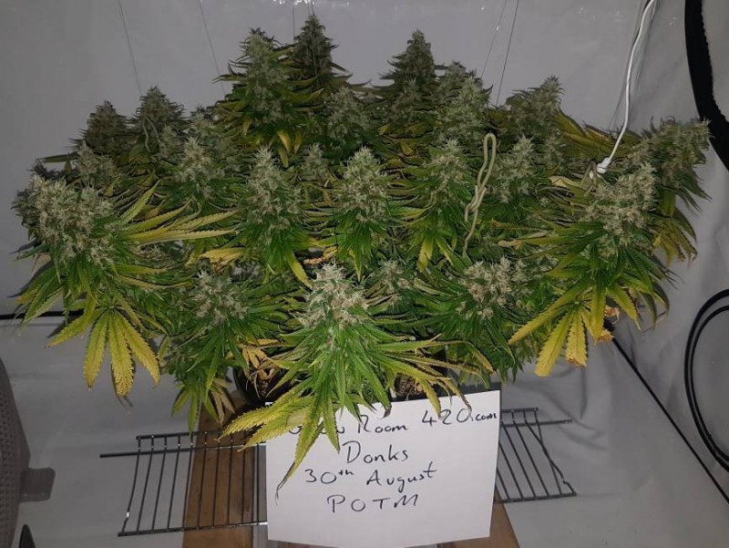 donks plant aug