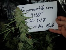 gmo bud sept