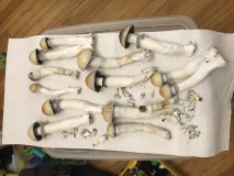 0E5E69ED-4D29-4044-B5B3-1F1FA72DBD03