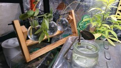 obscura1643821869558