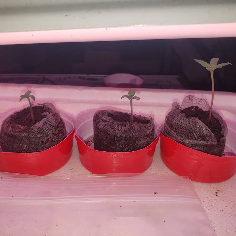 16439306256747996569927425810469