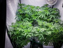 2FC185BC-DE18-4C3C-9395-719CCA639696