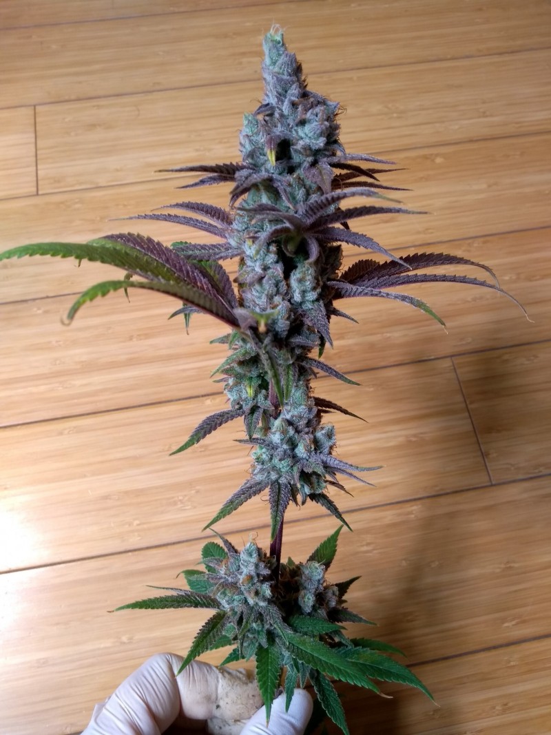 IMG_20200418_194436440