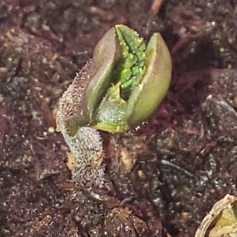 1644021260364279520719787927738