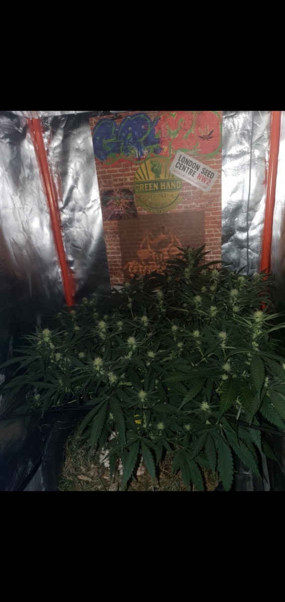 Screenshot_20220205-073350_Gallery