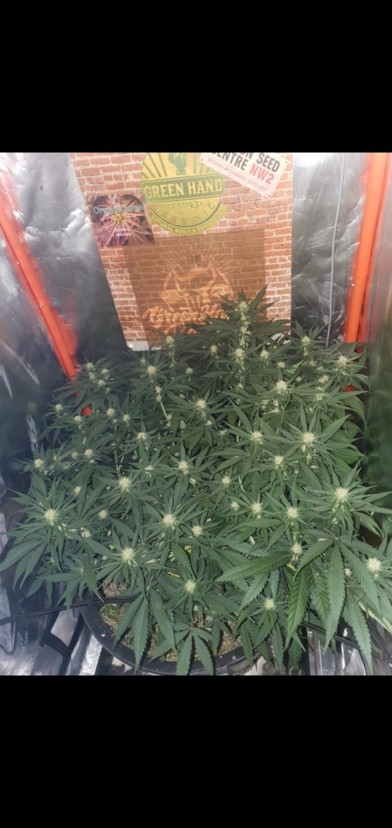 Screenshot_20220205-073314_Gallery