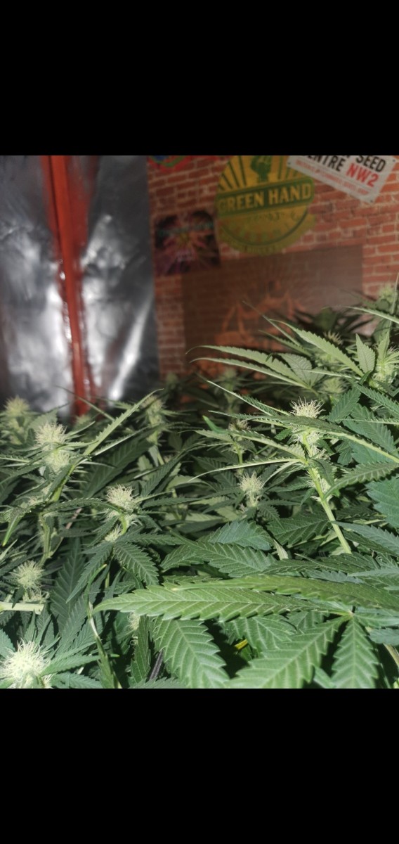 Screenshot_20220205-073319_Gallery