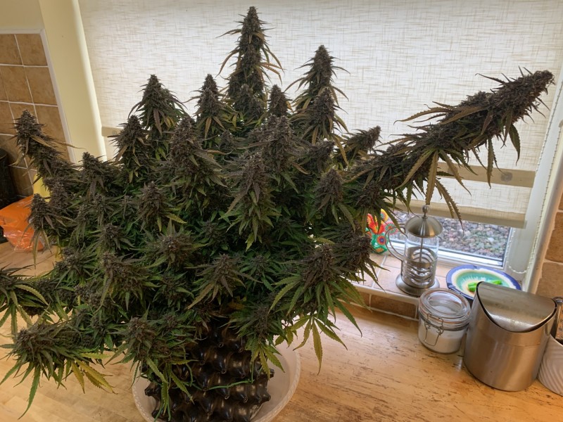 8EE76779-C610-4D1B-8B68-297BE4BE31E5