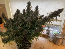 8EE76779-C610-4D1B-8B68-297BE4BE31E5