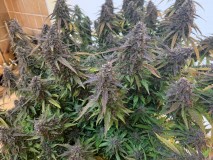 34F36F31-7034-4EAA-B7EB-F4B8AF9CE776