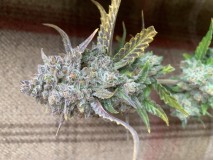 FBB87743-7D33-47DC-9174-7FF378C19538