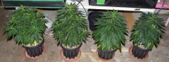 G13 Haze plants 1-4 31.12 (1) (800x292)