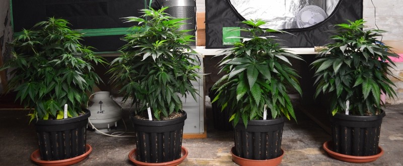 G13 Haze plants 1-4 31.12 (2) (800x331)