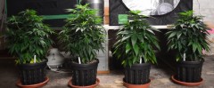 G13 Haze plants 1-4 31.12 (2) (800x331)