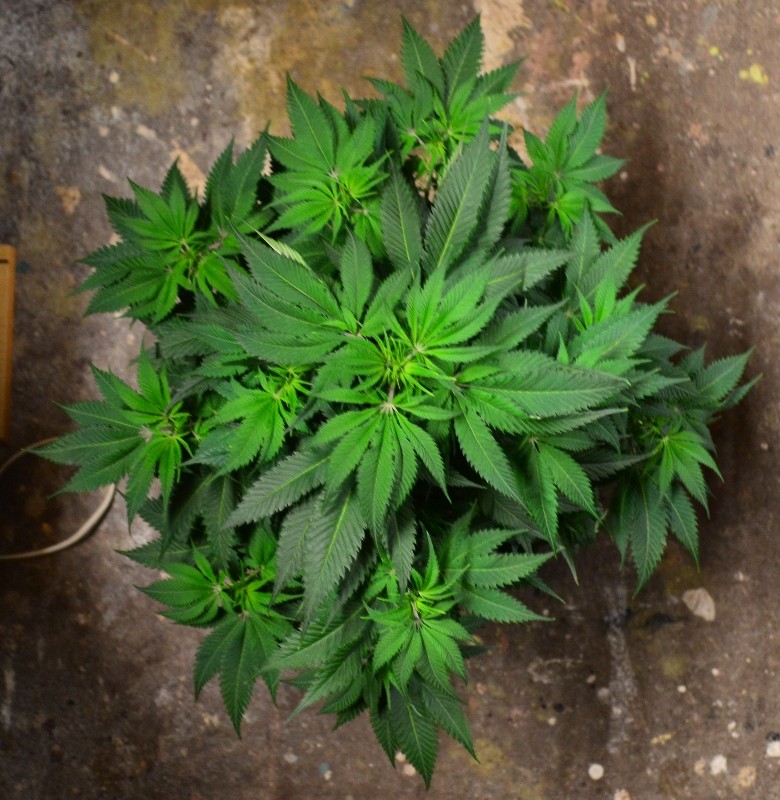 G13 Haze plants 1-4 31.12 (3) (780x800)