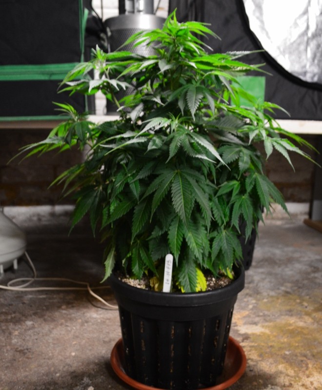 G13 Haze plants 1-4 31.12 (4) (660x800)