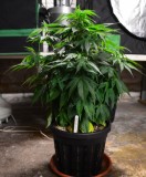 G13 Haze plants 1-4 31.12 (4) (660x800)