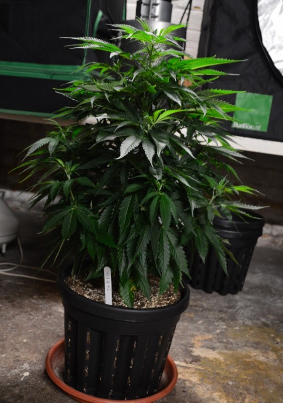 G13 Haze plants 1-4 31.12 (6) (563x800)