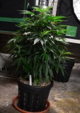 G13 Haze plants 1-4 31.12 (6) (563x800)