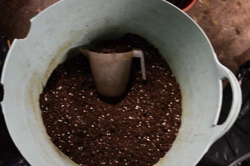 G13 Haze re-pot 20ltr 31.12 (4) (800x532)