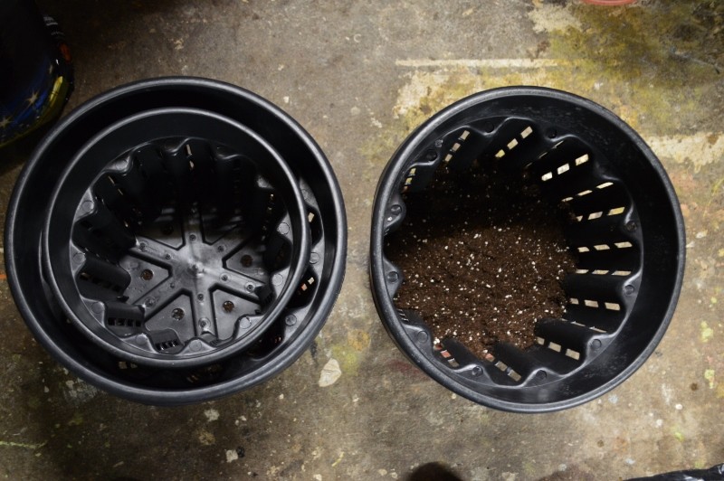 G13 Haze re-pot 20ltr 31.12 (6) (800x532)