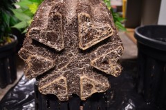 G13 Haze re-pot 20ltr 31.12 (10) (800x532)