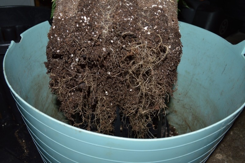 G13 Haze re-pot 20ltr 31.12 (11) (800x532)