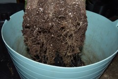 G13 Haze re-pot 20ltr 31.12 (11) (800x532)