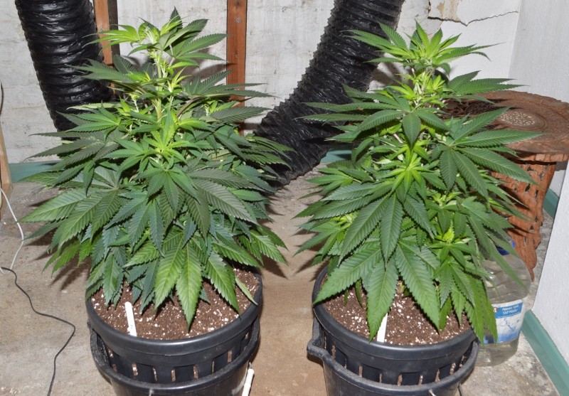 G13 Haze 8-9.01 (1) (800x557)