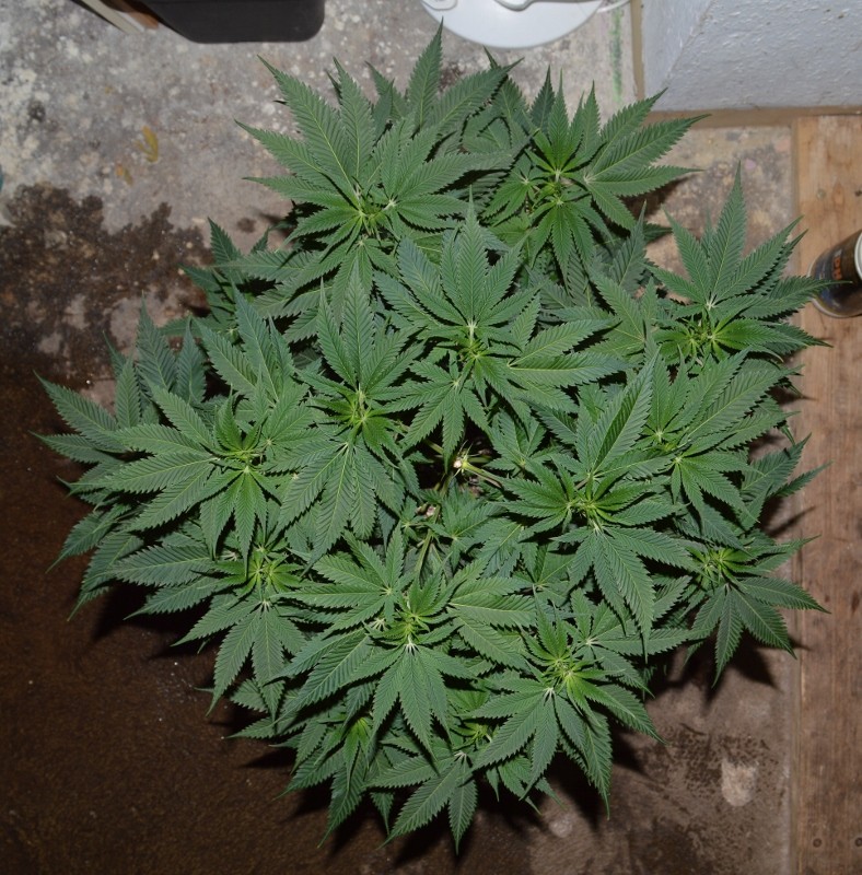 G13 Haze 8-9.01 (4) (788x800)