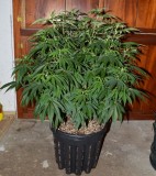 G13 Haze 01.02 (2) (708x800)