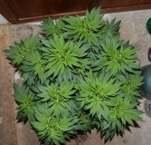 G13 Haze 01.02 (3) (800x768)