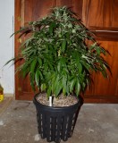 G13 Haze 01.02 (6) (661x800)