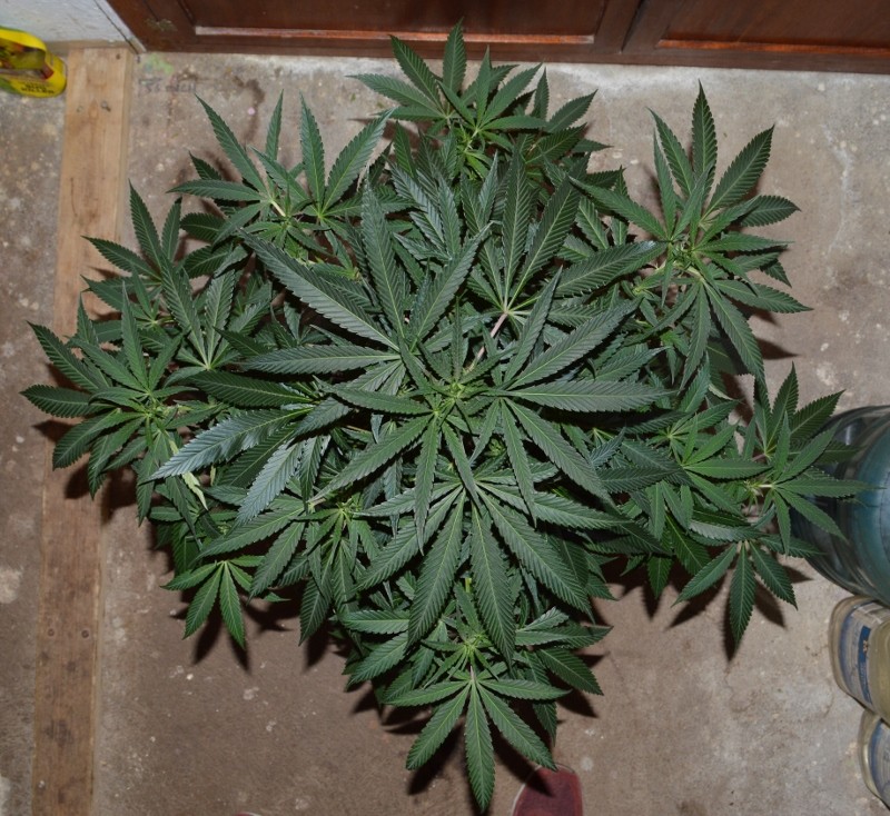 G13 Haze 01.02 (9) (800x734)